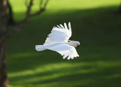 Sulphur-crested Cockatoo