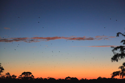 Flying Foxes off to hunt