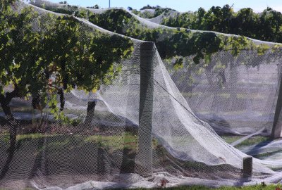 Vasse Felix vines