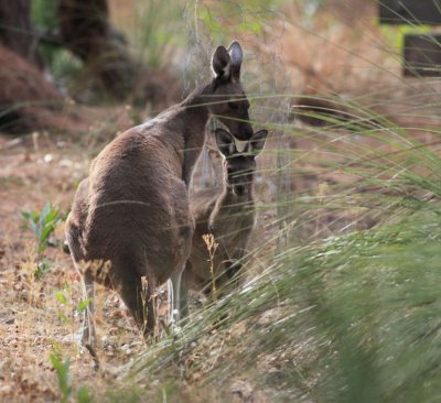 Wallaby