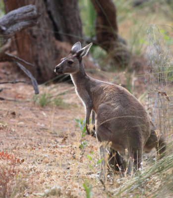 A joey in the yard