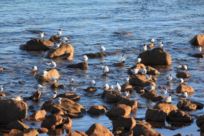 Crested Terns, Yalingup Beach