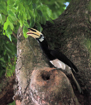 Feeding