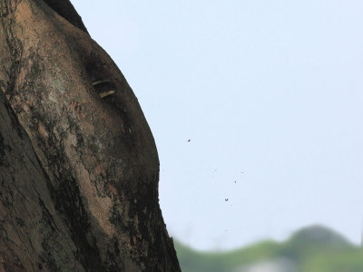 Female cleaning nest