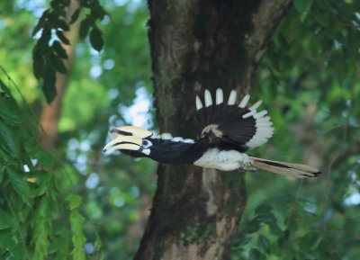 Approaching nest, fig in beak