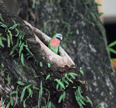 Red-breasted Parakeet, Male