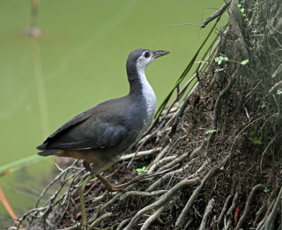 White-breasted Waterhen, juvenile