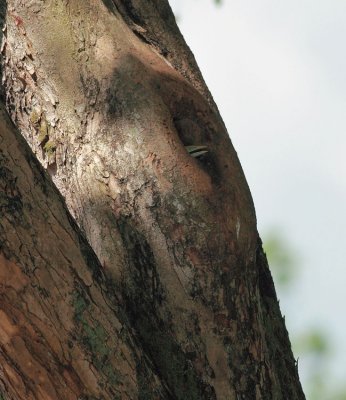 Chick's bill showing at nest entrance