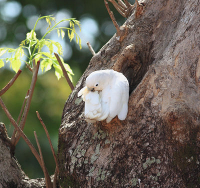 Tanimbar Corella