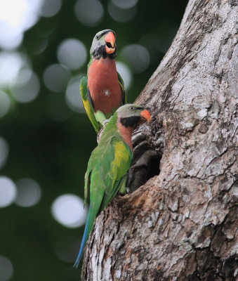 Red-breasted Parakeet, Males