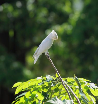 Tanimbar Corella