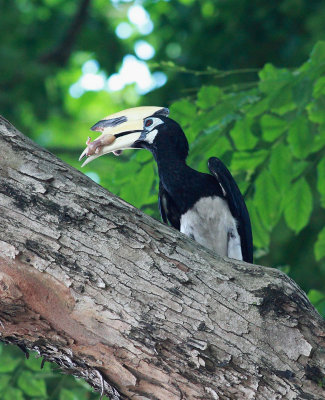 Male OPH with newly hatched bird