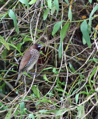 Scaly-breasted Munia