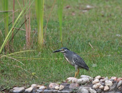 Little Heron