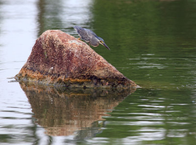 Little Heron