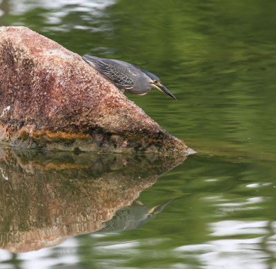 Little Heron