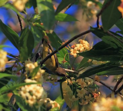 Olive-backed Sunbird, female