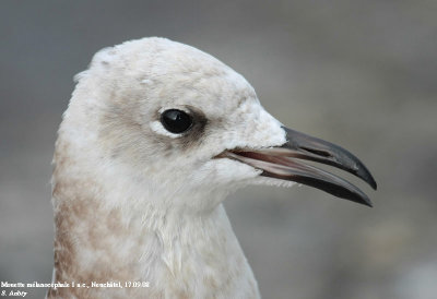 Mouette mélanocéphale, Larus melanocephalus