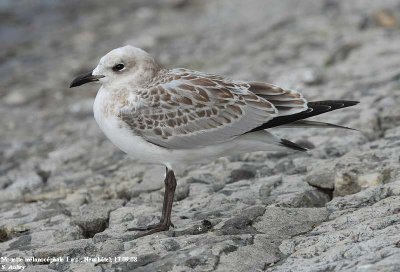 Mouette mélanocéphale, Larus melanocephalus