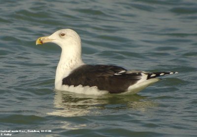 Goland marin, Larus marinus