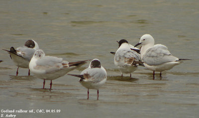 Goéland railleur, Larus genei