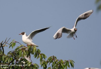 Mouette rieuse, Larus ridibundus