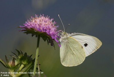 Piride de la Rave, Pieris rapae