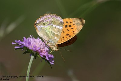 Tabac d'Espagne, Argynnis paphia