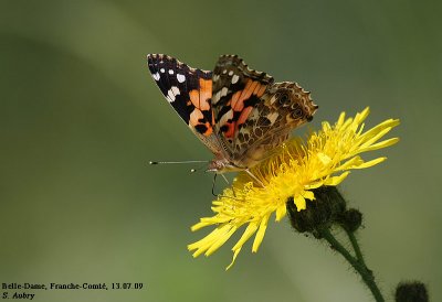 Belle-Dame, Vanessa cardui