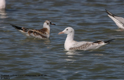 Goland railleur, Larus genei