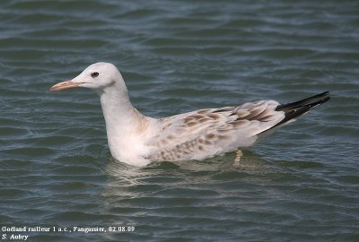 Goland railleur, Larus genei