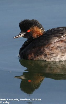 Grbe  cou noir, Podiceps nigricollis