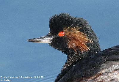 Grbe  cou noir, Podiceps nigricollis