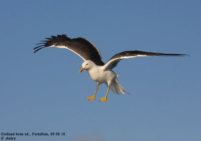 Goland brun, Larus fuscus