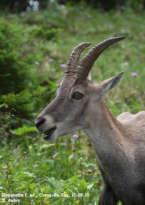 Bouquetin des Alpes, Capra ibex