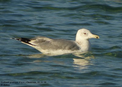 Goland pontique, Larus cachinnans