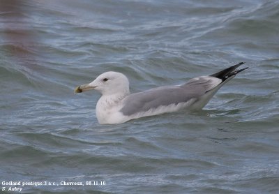 Goland pontique, Larus cachinnans