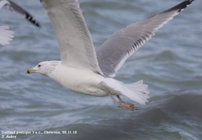 Goland pontique, Larus cachinnans