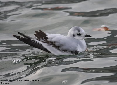 Little Gull / Mouette pygme