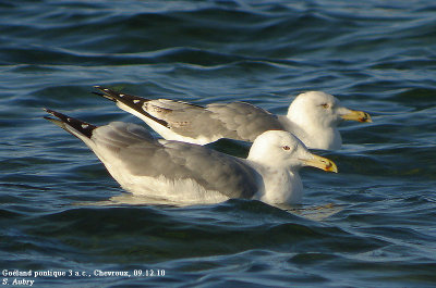 Goland pontique, Larus cachinnans