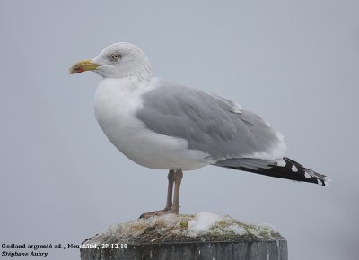 Goland argent, Larus argentatus