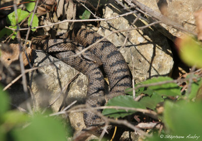 Vipre aspic, Vipera aspis aspis