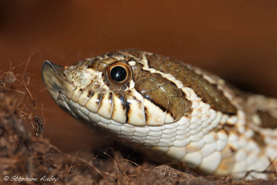 Heterodon nasicus