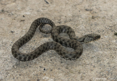 Couleuvre tesselle, Natrix tessellata tessellata