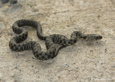 Couleuvre tesselle, Natrix tessellata tessellata