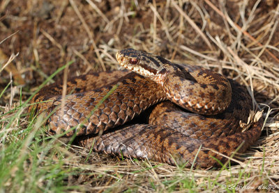 Vipre pliade, Vipera berus berus