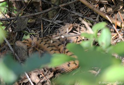 Vipre aspic, Vipera aspis aspis