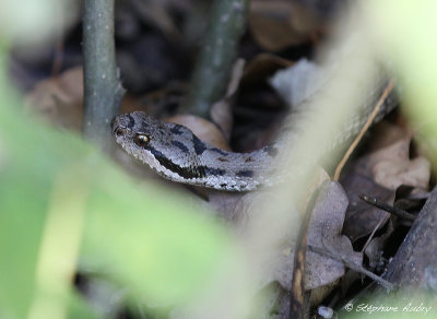 Vipre aspic, Vipera aspis aspis