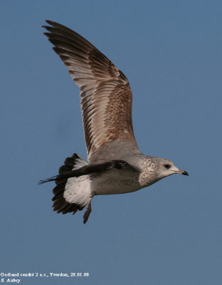 Goland cendr, Larus canus