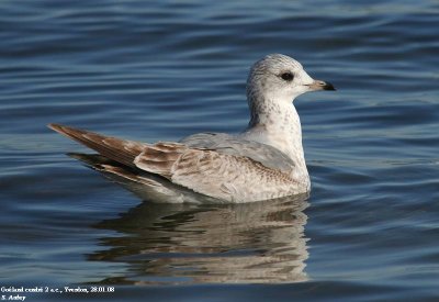 Goland cendr, Larus canus